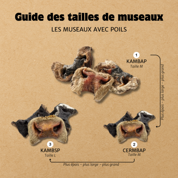 Museau de bœuf avec poils – Image 3
