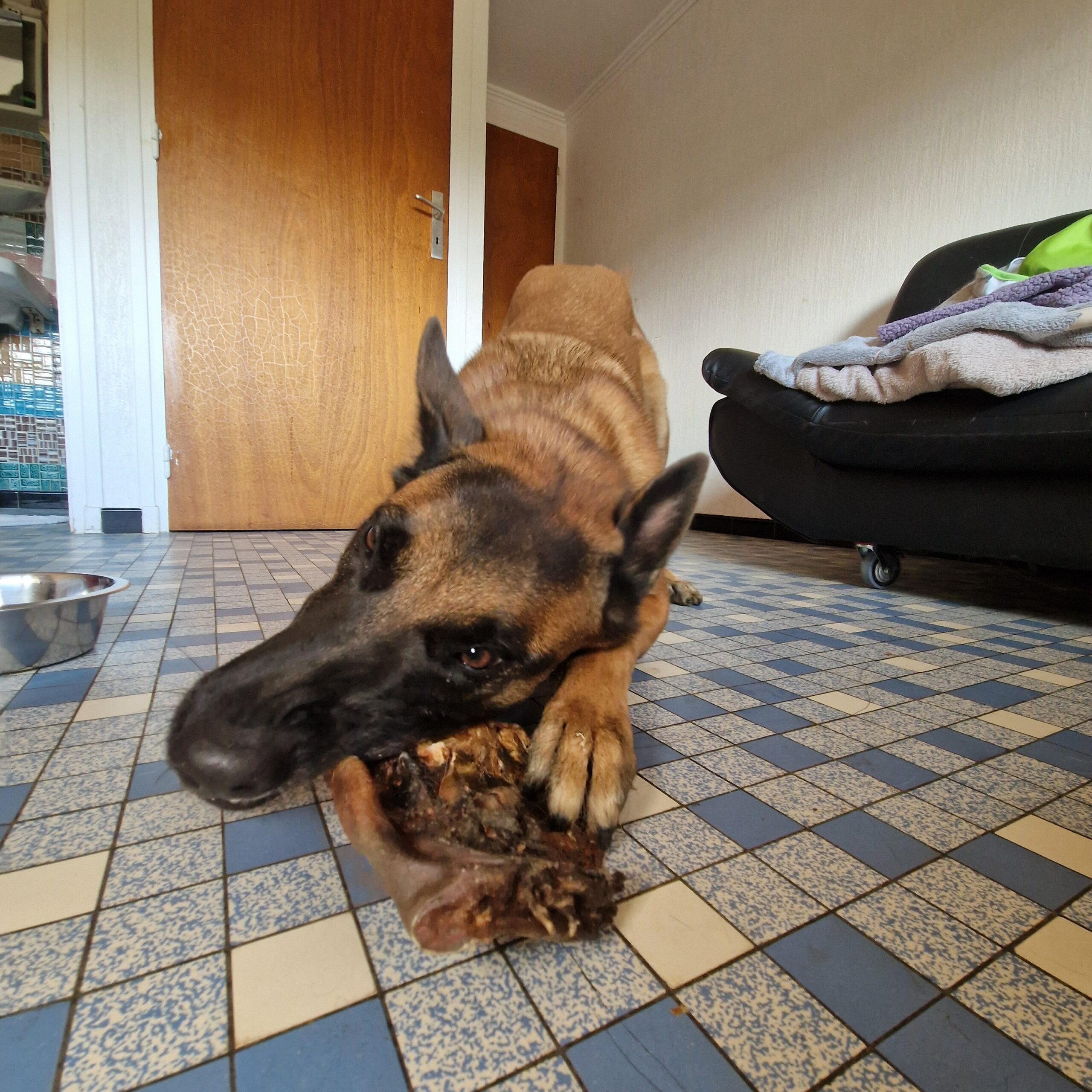 Museau de bœuf sans poils – Image 5