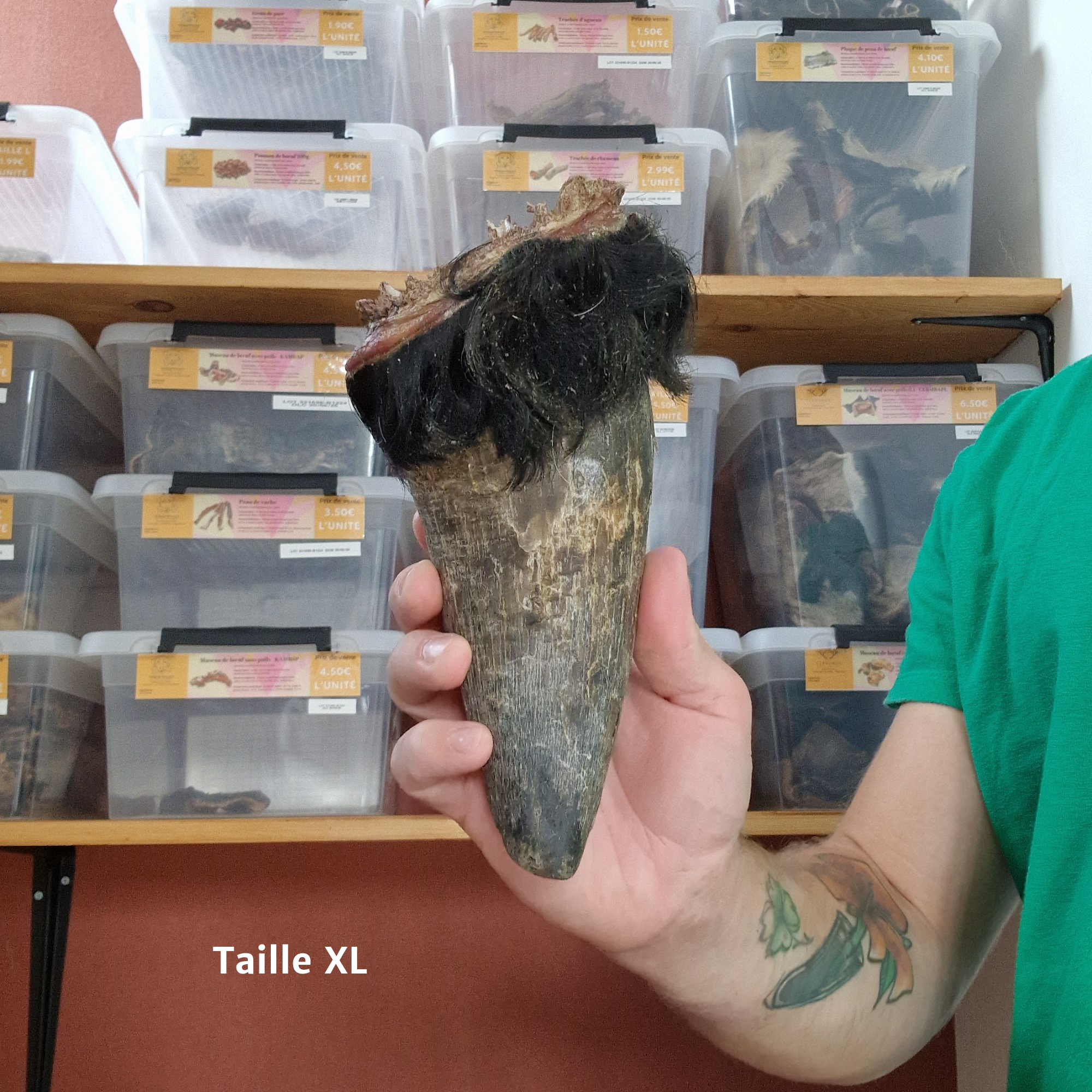 Corne de bœuf – Image 2