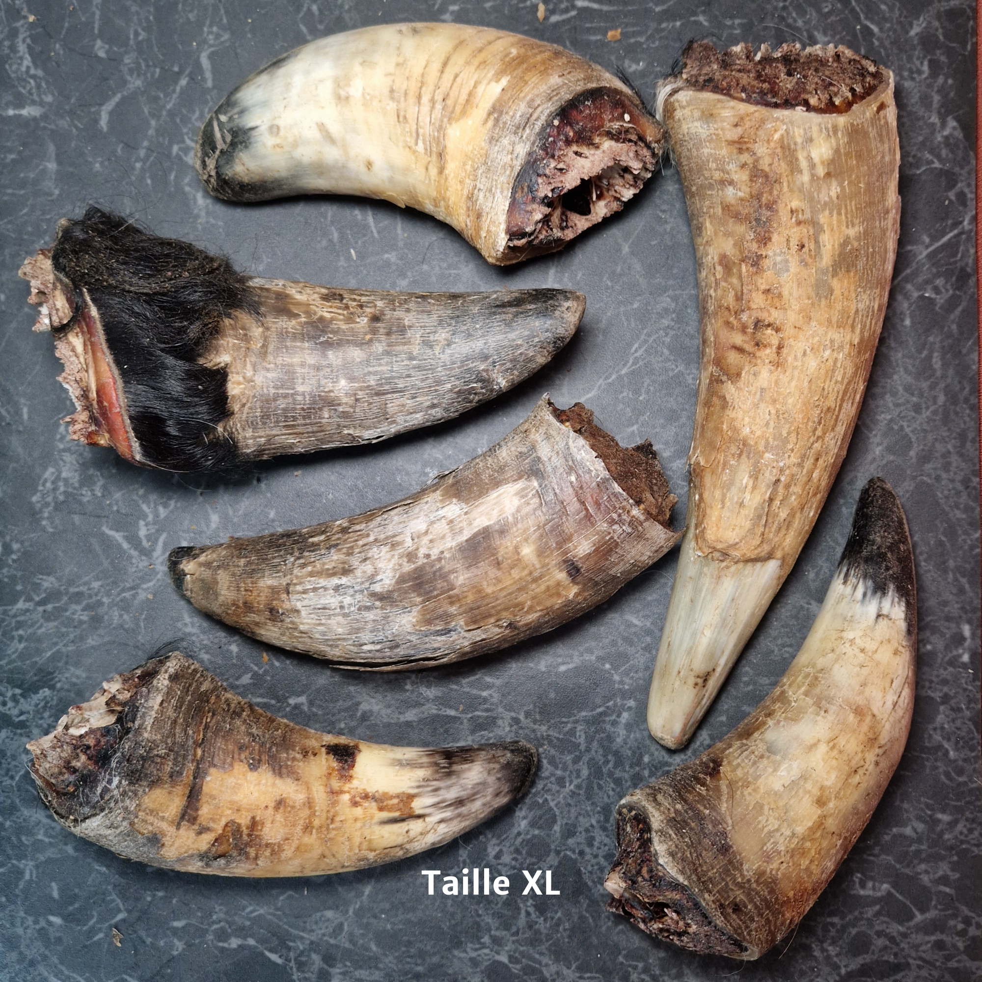 Corne de bœuf – Image 3