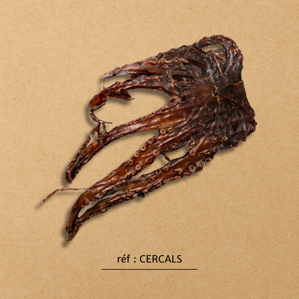 Morceau de calamar